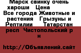 Марск свинку очень хароши › Цена ­ 2 000 - Все города Животные и растения » Грызуны и Рептилии   . Татарстан респ.,Чистопольский р-н